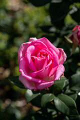 Beautiful pink rose and natural green leaf in the garden.