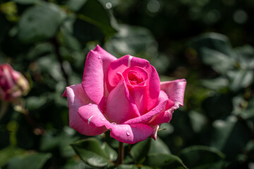 Beautiful pink rose and natural green leaf in the garden.