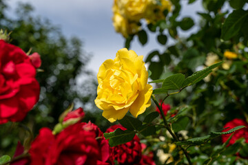 Beautiful yellow and red rose and natural green leaf in the garden.