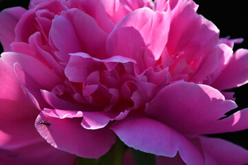 Blooming pink peony close-up. Beautiful petals.