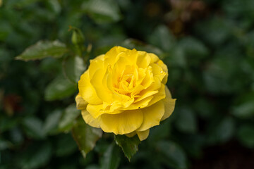 Beautiful yellow rose and natural green leaf in the garden.
