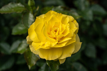 Beautiful yellow rose and natural green leaf in the garden.