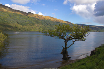 A lone tree grows on the shore of Loch Lomond in the Scottish Highlands.