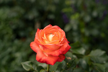 Beautiful orange and yellow rose and natural green leaf in the garden.