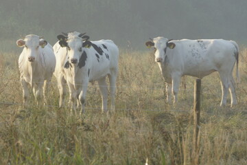 Looking Cows
