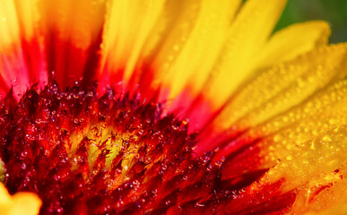 Close up of a bright flower with dew drops