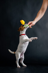 Woman teases funny puppy with flower in studio. Little mischievous dog hunts for a tulip on a black background. Female hand plays with jack russell terrier.