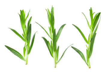 Tarragon leaves isolated on white background. Artemisia dracunculus. top view