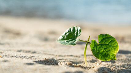 水辺の砂浜に芽生えた小さな芽