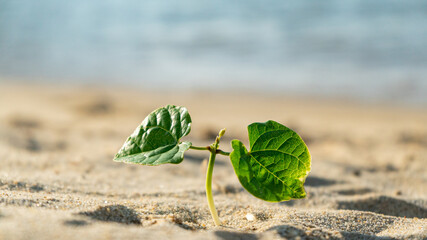 水辺の砂浜に芽生えた小さな芽