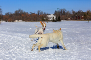 Two white dogs playing in the snow.