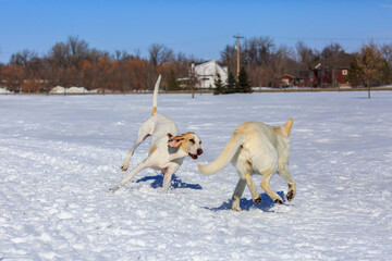 Two white dogs playing in the snow.