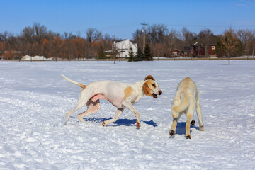 Two white dogs playing in the snow.