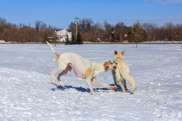 Two white dogs playing in the snow.