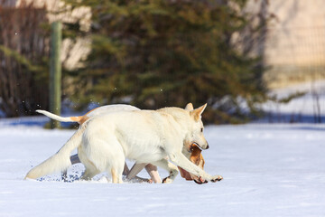 Two white dogs playing in the snow.