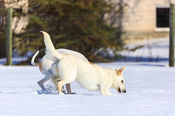 Two white dogs playing in the snow.