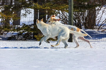 Two white dogs playing in the snow.