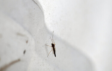 the revival of insects with the advent of summer
