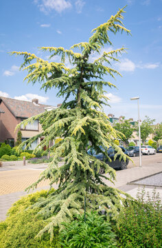 Golden cedar tree in a street. Latin name Cedrus deodara 'aurea'.
