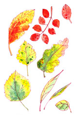 set of autumn yellow, red, orange, green leaves. graphic color picture
