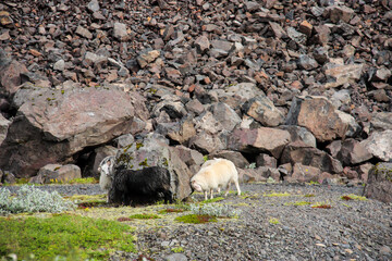 three sheep rub against a large rock, nature Iceland