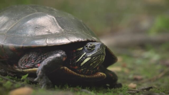 turtle in the woods
