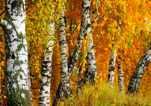 Beautiful nature landscape - white birch trunks and branches full of colorful yellow and green leaves in autumn forest of Moscow region, Russia