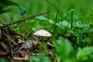 summer mushrooms crawled out of the earth after a night rain