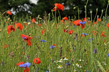 Getreidefeld mit Mohn, Kornblumen und Kamille.