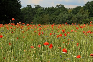 Getreidefeld mit Mohn, Kornblumen und Kamille.