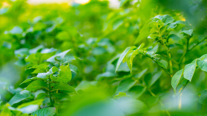 Fototapeta na wymiar Potato bushes in the garden. Potato bush on a vegetable bed. Homegrown vegetables. Food, plant.