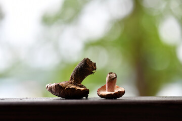 still life with cones mushrooms and spruce branch on a wood background