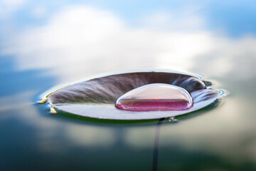 Obraz premium Lotus leaf, water drop or dew on fresh green plant in garden pond. Abstract reflection in lake, macro nature background. Flat lay, copy space.