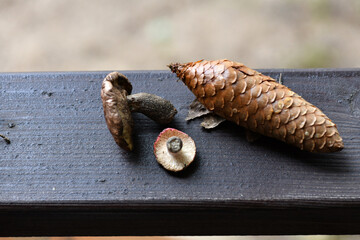 still life with cones mushrooms and spruce branch on a wood background