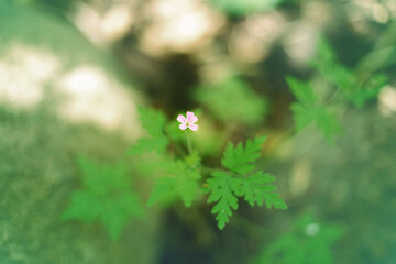 Beautiful pink purple herb Robert, or Geranium robertianum flower background. Pretty artistic organic floral natural theme backdrop. Amazing seasonal summer wallpaper.