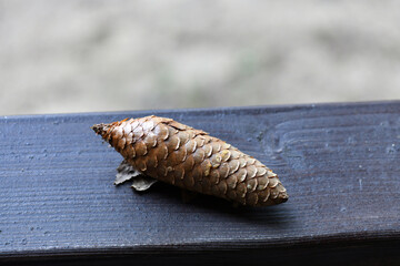 still life with cones mushrooms and spruce branch on a wood background