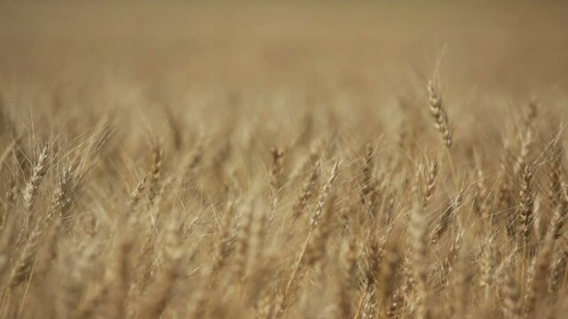 Wheat field ready for harvest, Alberta Canada