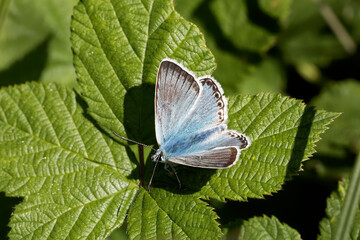 A Chalk Hill Blue Butterfly basking on a green bramble leaf.