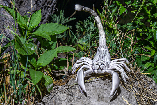 Scorpion skeleton on a tree stump at night.