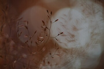 abstract bokeh plant with 
orange-pink background