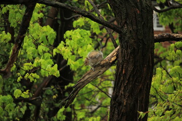 Squirrel on a tree. 
This friendly neighbor loves to sleep on that exact branch. It's nice to see him/her resting and searching for food. 