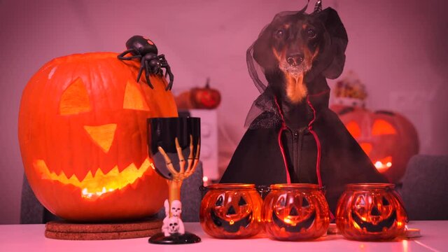 Dachshund dog in black cloak and pointed witch hat with veil barks, performs magic ritual with burning candles, sinister goblet of poison and pumpkin jack lantern during dark Halloween night.