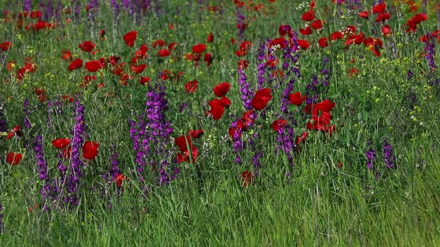 Nature's spring adventure, flowers and colors
