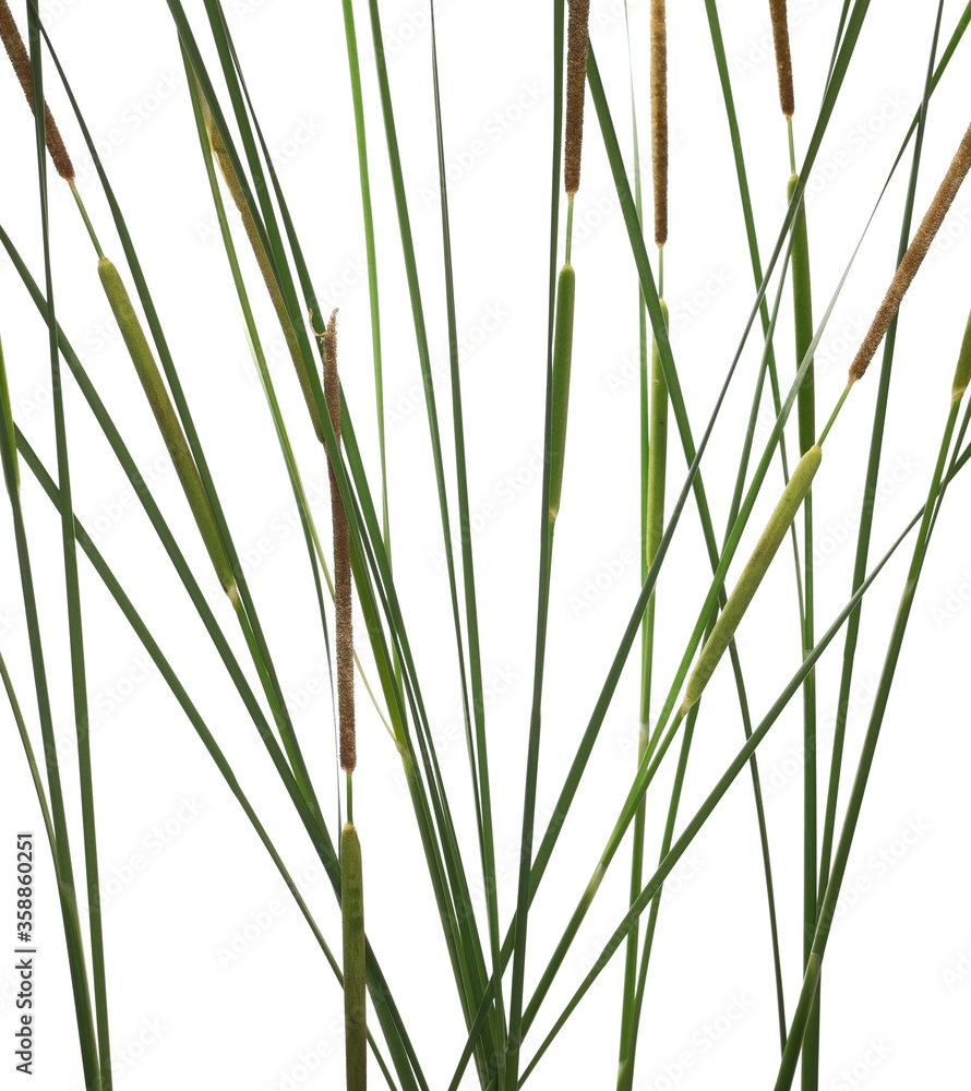 Wall mural cane, young green reed leaves, isolated on white background and texture