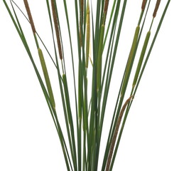 Cane, young green reed leaves, isolated on white background and texture
