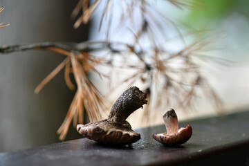 still life with cones mushrooms and spruce branch on a wood background
