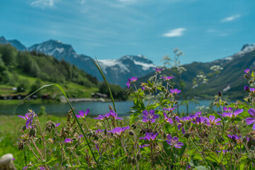 spring flowers in the mountains