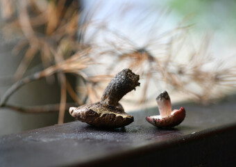 still life with cones mushrooms and spruce branch on a wood background