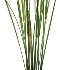 Cane, young green reed leaves, isolated on white background and texture - obrazy, fototapety, plakaty