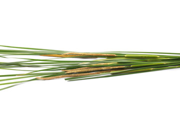 Cane, young green reed leaves, isolated on white background and texture